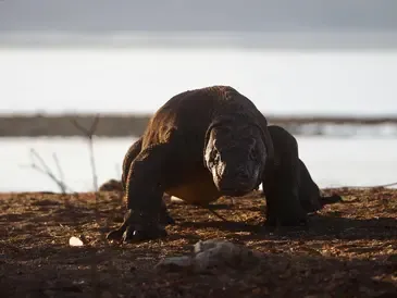 galeri komodo 1